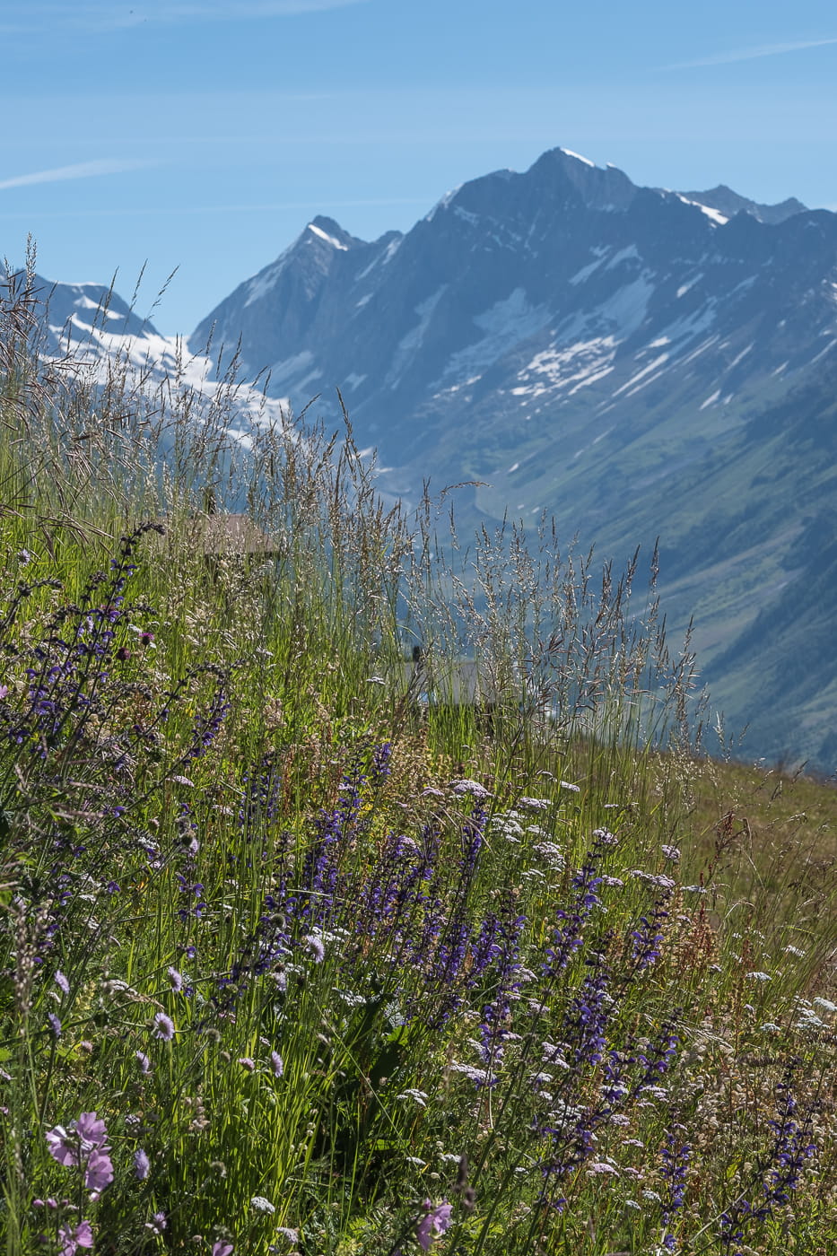 Alpenwiesen Blumen Loetschental