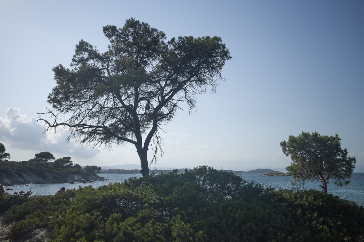 Bäume in Griechenland