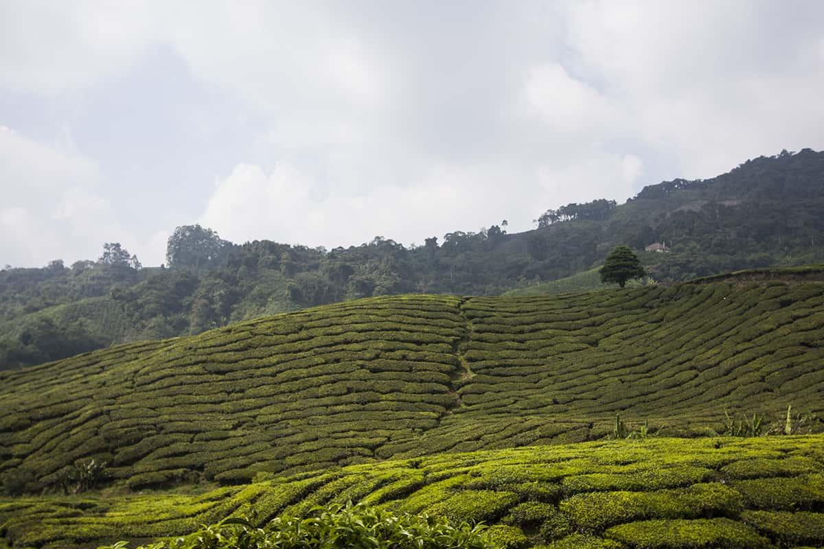 Cameron Highlands Malaysia: Teefelder