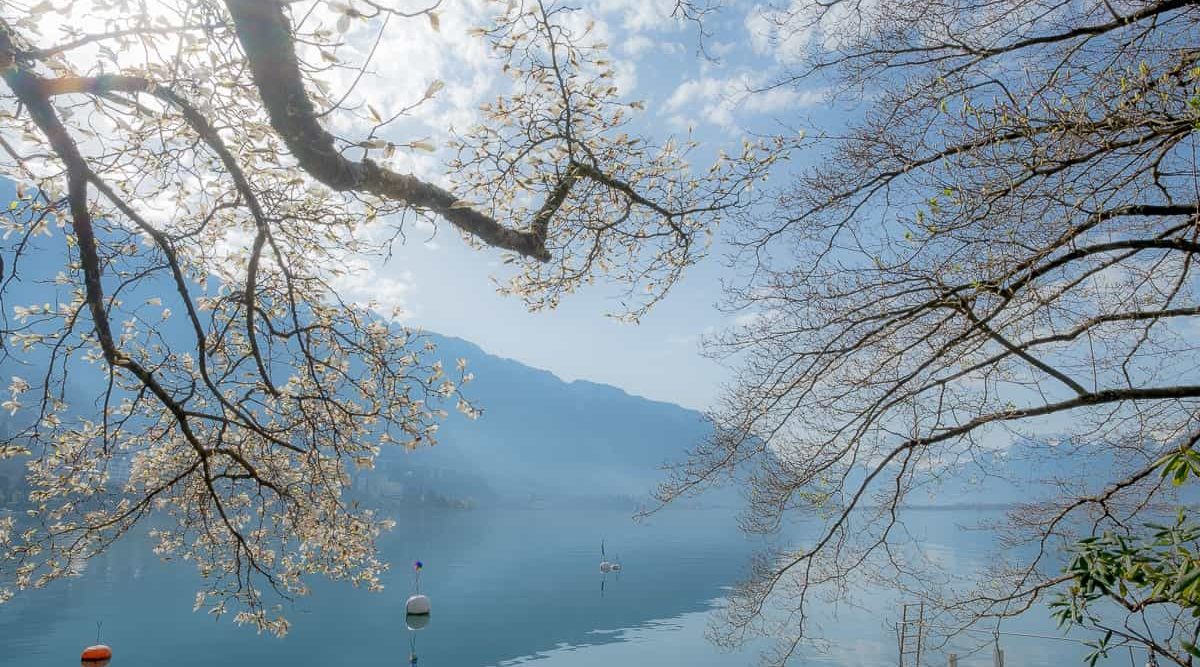 Frühling am Lac de Leman