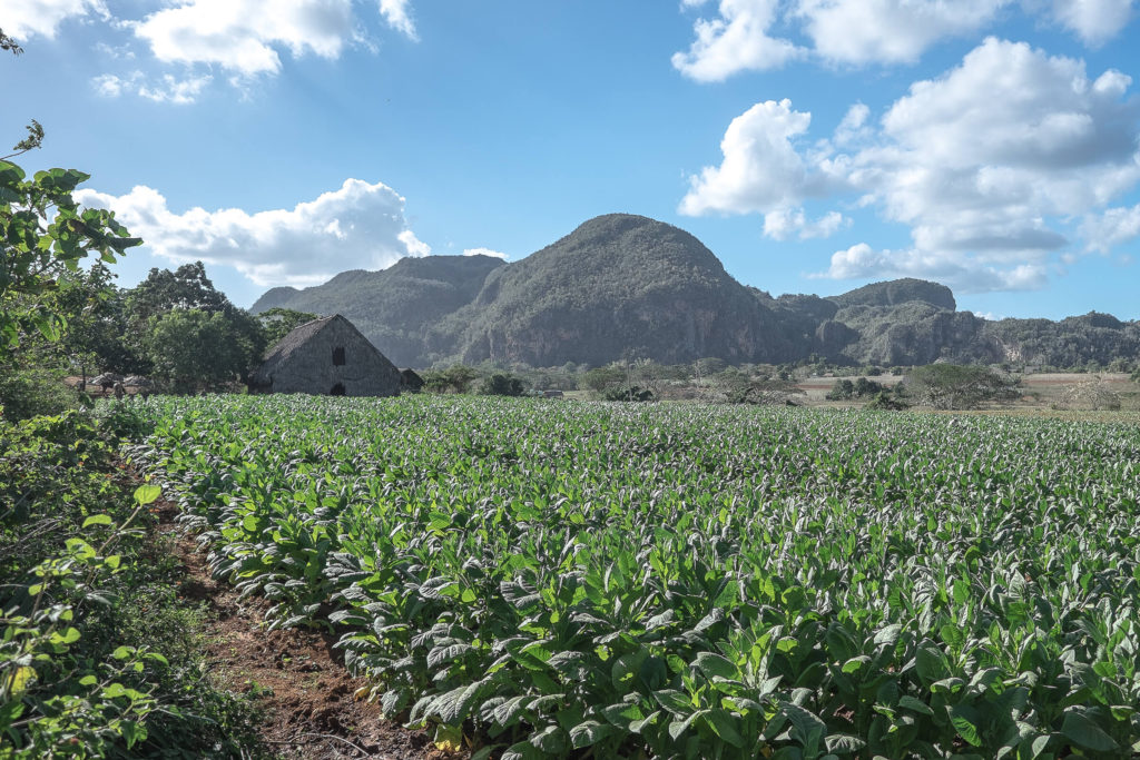 Vinales Tabakplantage