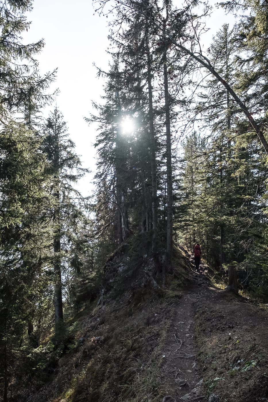 Wald zum Hardergrat