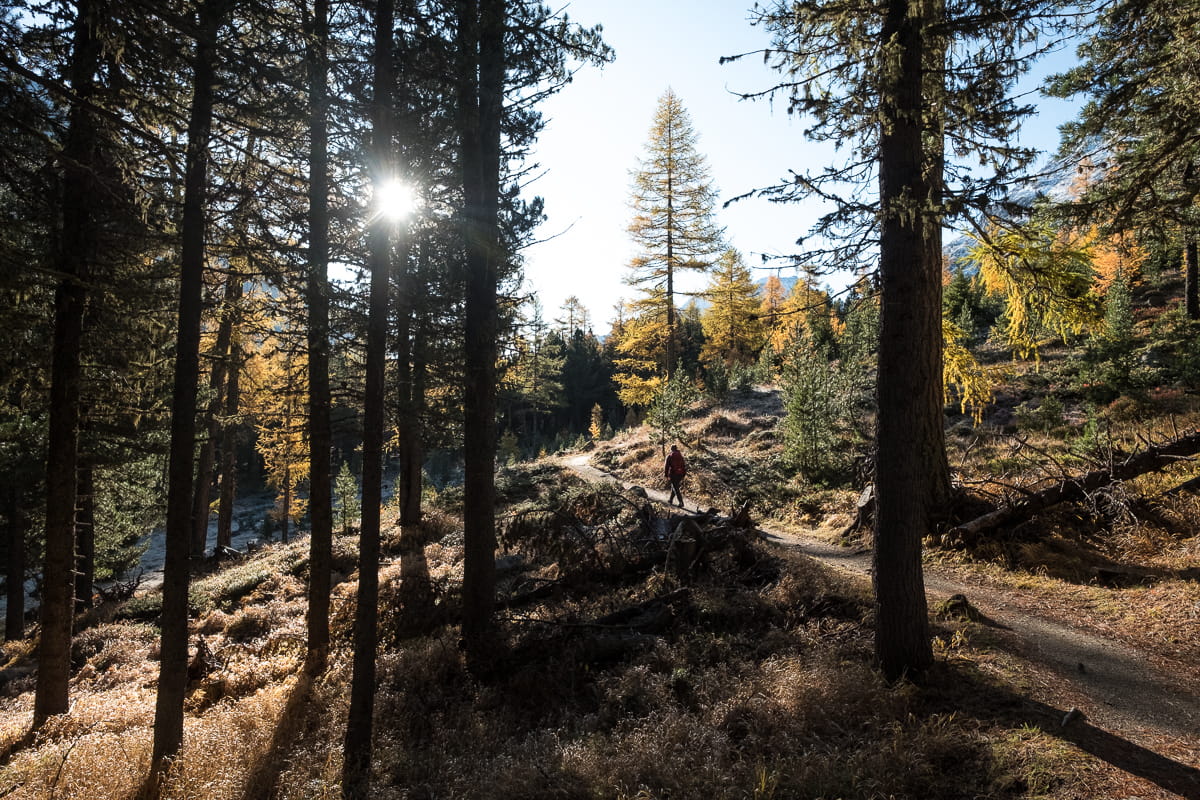 wald zwischen pontresina und morteratsch