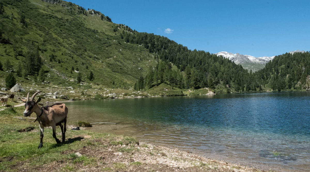 Ziegen am Cavlocsee